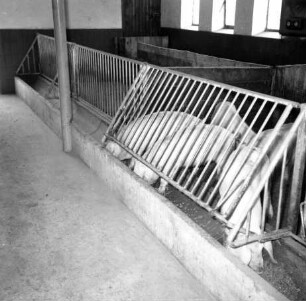 Barren im Schweinestall