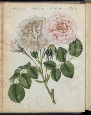 No. 5. Rosen. IX. Rosen-Arten.