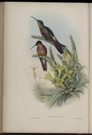 Patagona Gigas.