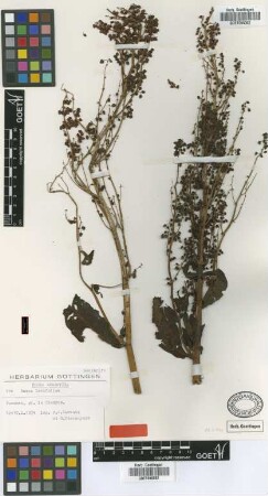 Rumex latifolius Roem. & Schult.