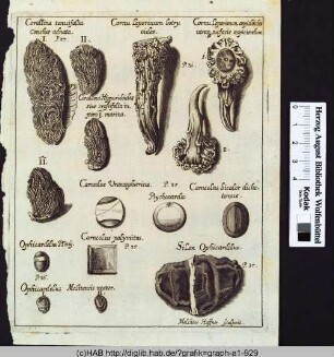 Abbildung von biologischen und geologischen Motiven.