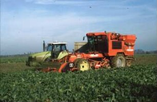 Fotografie: Ernteverfahren, Parallelverfahren, Zuckerrübe, Zuckerrübenköpfrodelader selbstfahrend, Raupentraktor, Gummiraupenlaufwerk
