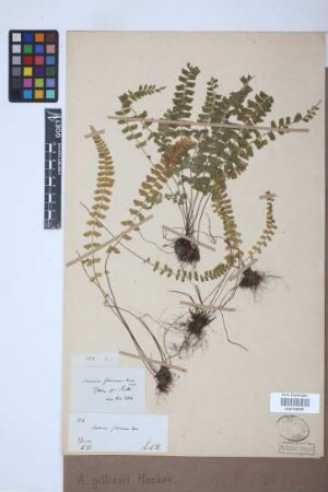 Asplenium gilliesii Hook.