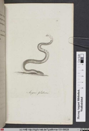 Anguis Platuros.