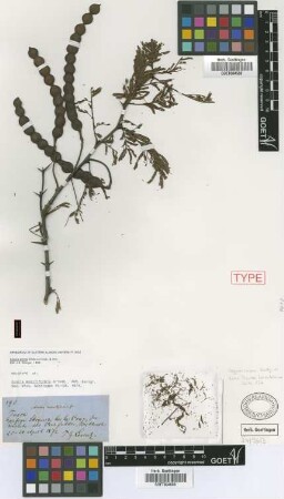 Acacia moniliformis Griseb. [holotype]