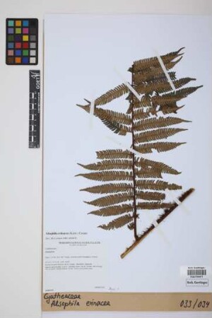 Alsophila erinacea (H.Karst.) D.S.Conant