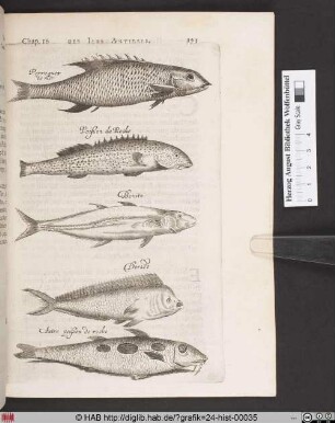 De plusieurs autres Poissons de la Mer & des Rivieres.
