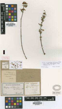 Tetraphys ramiflora A.Juss.