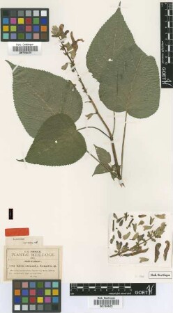 Salvia atrocaulis Fernald [type]