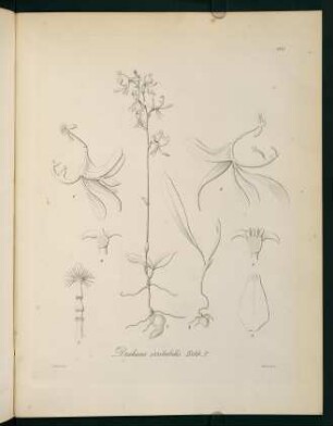 189r-189v, Drakaea irritabilis