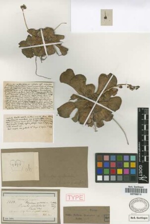 Primula pistiifolia Griseb.