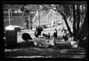 Nicht identifizierbare Ortschaft in Nordfrankreich oder Belgien: Hühner an einer Futterschale in einem schattigen Hühnerhof (Nahaufnahme)
