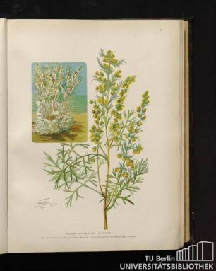 Artemisia maritima Linné. See-Beifuß.