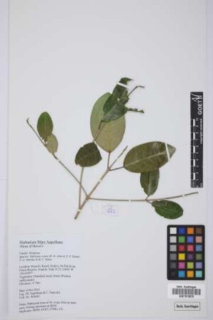 Melicope ovata (St. John & Hume) T.G. Hartley & B.C. Stone