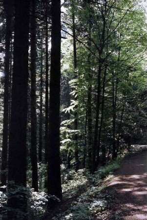 Waldweg auf dem Rinken