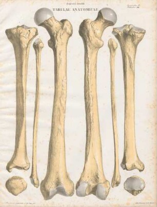 Os femoris sinistrum/ Tibia sinistra/ Fibula sinistra
