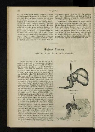 Siebente Ordnung. Wiederkäuer. Bisuleas. Ruminantia.