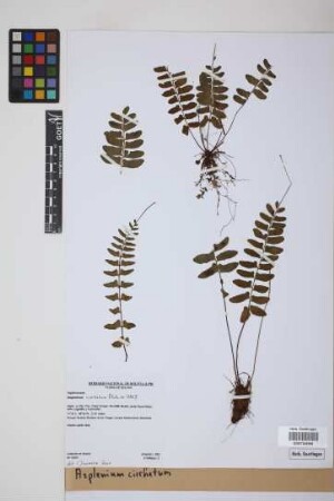 Asplenium cirrhatum Rich. ex Willd.