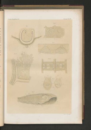 Nordsee-Expedition 1872. Zoologie, Taf. IV.