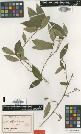 Alsodeiopsis zenkeri Engl. [syntype]