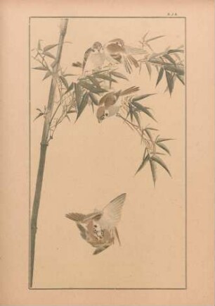 AJA [Moineaux dans les bambous, par Nôsan]