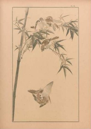 AJA [Moineaux dans les bambous, par Nôsan]