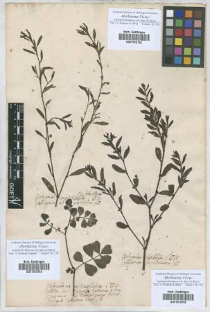 Polygonum