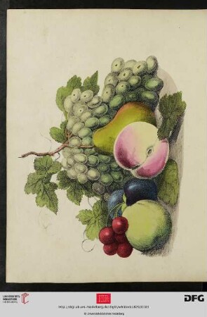 [Tafel 45-46] Group of Fruit