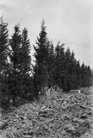 Windschutz : Blick auf den Windschutz einer Orangenplantage.