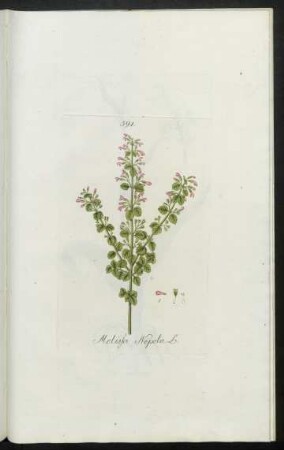 591. Melissa Nepeta