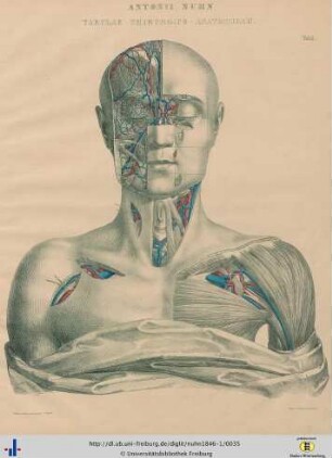 Tabulae Chirurgico-Anatomicae.