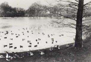 Leipzig, Stünzer Park : Leipzig-Stünz. Teich im Stünzer Park (Volkshain Stünz). Wildenten in einer Wake. Winteraufnahme