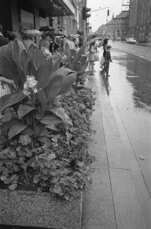 Blumenschmuck in der Kaiserstraße