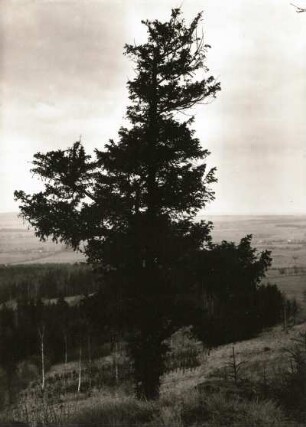 Europäische Eibe (Taxus baccata), auch Gemeine Eibe oder nur Eibe im Naturschutzgebiet Rothstein bei Löbau