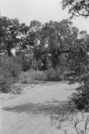 Landstraße : Landstraße mit angrenzender Vegetation