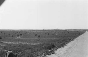 Auf der Plantage : Blick über die Felder einer Plantage
