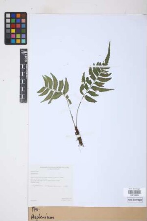 Asplenium L.