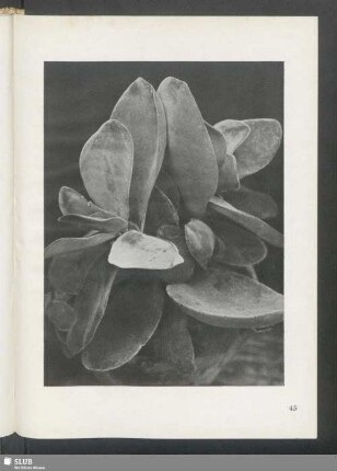 Crassula rotundifolia