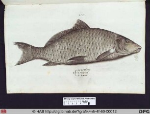 L. Cyprinus. V. Raina.