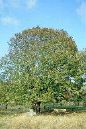 großer Baum, davor Steinkreuz