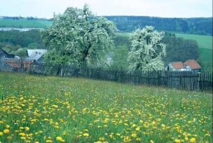 zwei große, blühende Obstbäume in einem Garten