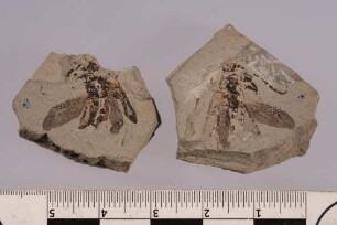 Bockkäfer (Cerambycidae)