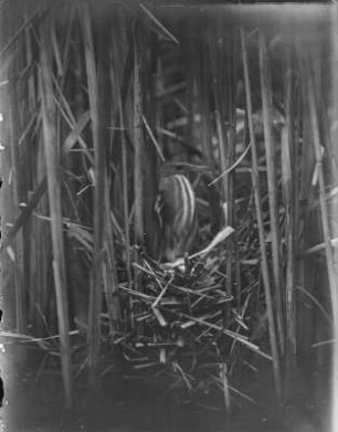 Zwergdommel : Weibliche Zwergdommel (Ixobrychus minutus Linnaeus) im Nest.