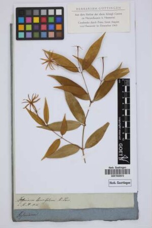 Jasminum lancifolium