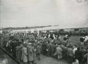Bewertung der Holstein-Bullen auf der Royal Agricultural Society's annual Show in Blackpool (Lancashire, England)