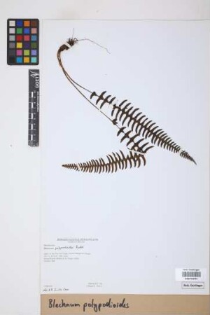 Blechnum polypodioides Raddi