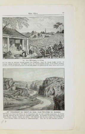 33. Tee-Pflanzung in China