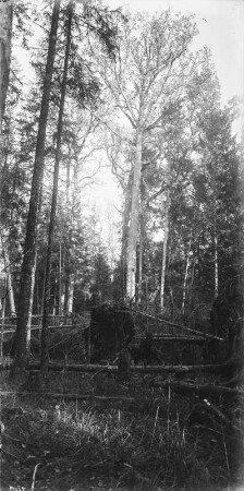 Im Wald : Umgestürzte Bäume im Wald.