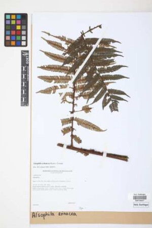 Alsophila erinacea (H.Karst.) D.S.Conant