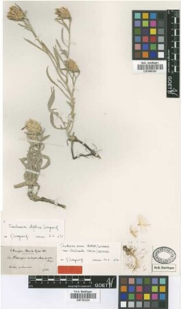 Phaeopappus declinatus Boiss. [type]